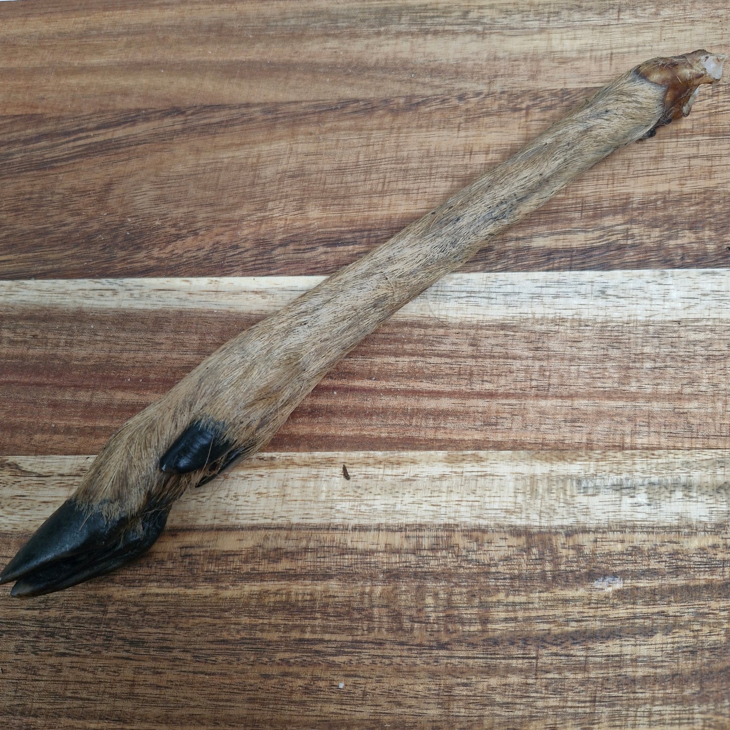 Dried Venison Leg With Hair