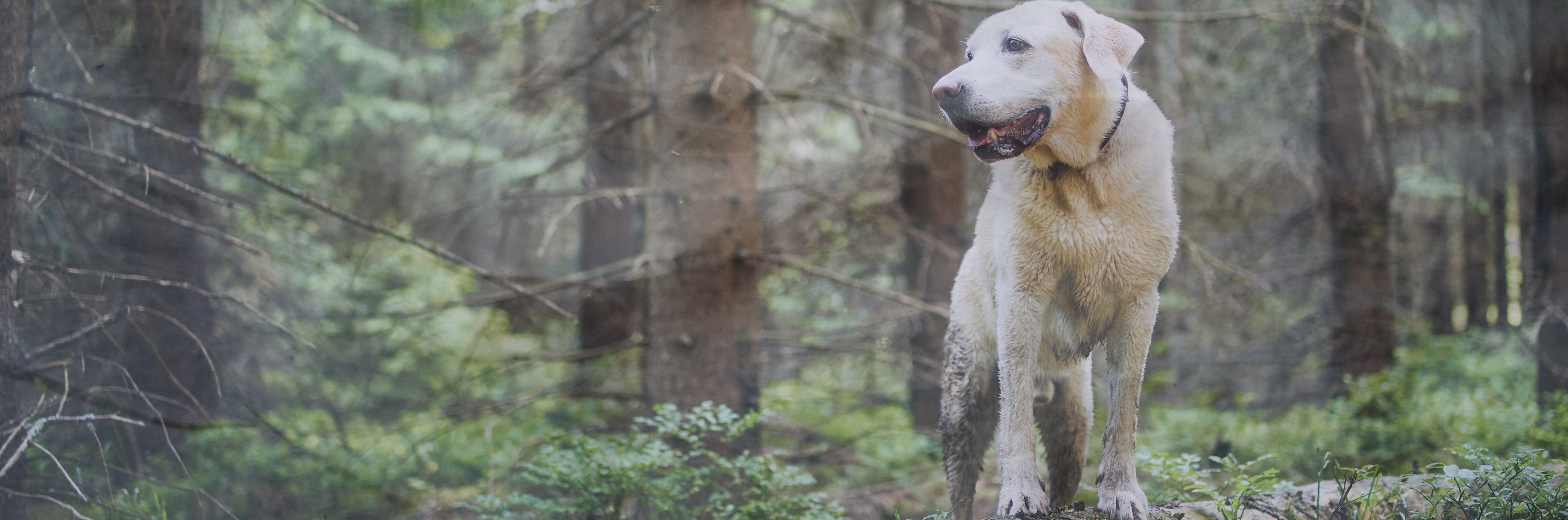 A healthy, happy Labrador standing on a mossy log in a lush green forest, symbolizing natural living and wellness for pets.