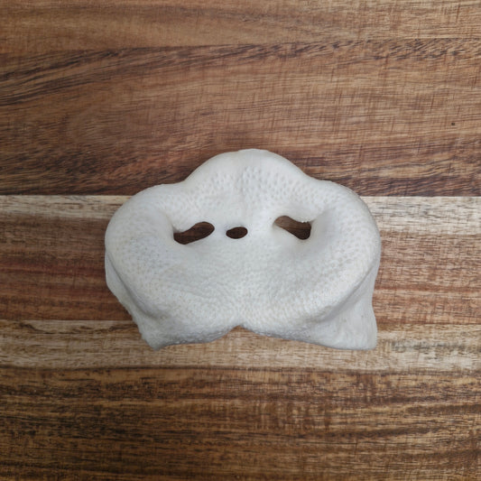 Puffed pig snout – 100% natural, chewy pork treat for dogs, air-dried and grain-free